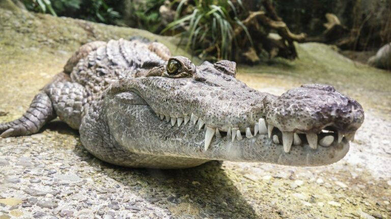 Salve-se quem puder! África do Sul emite alerta após fuga em massa de crocodilos