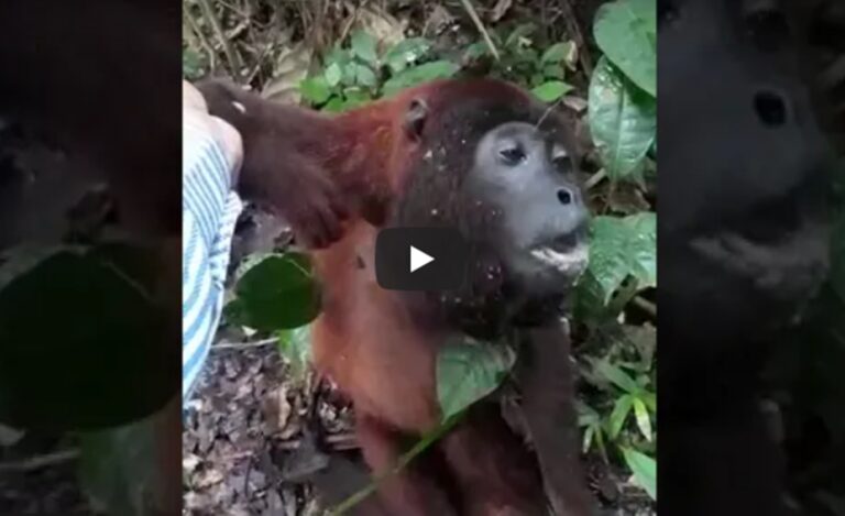 Possível covid-19 em macacos no AC vai ser investigado pelo IBAMA e profissionais emitem alerta