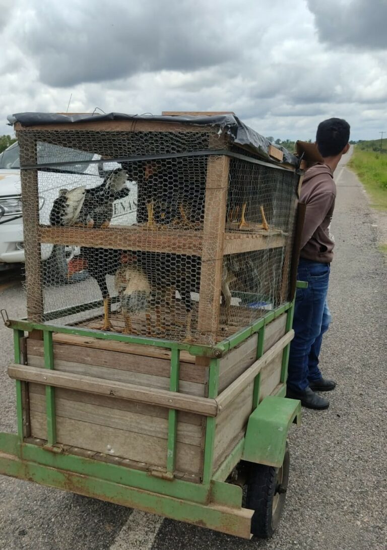 Homem é preso por transportar quase 60 quilos de cocaína em galinheiro