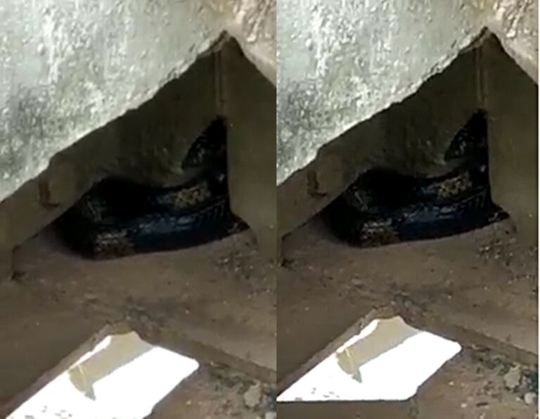 Vídeo: cobra caninana é encontrada nas ferragens de ponte principal de Sena