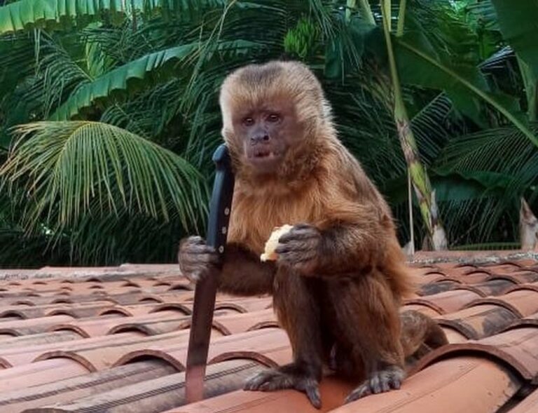 Macaco entra em casa, pega faca, quebra pratos e bagunça vida de família; Veja o vídeo