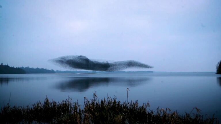 Fotógrafo registra formação de ‘nuvem de pássaro gigante’