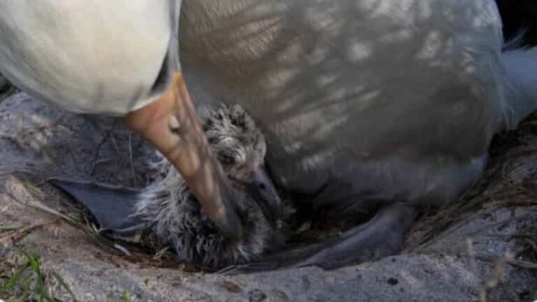 A ave mais velha do mundo volta a ser mãe aos 70 anos