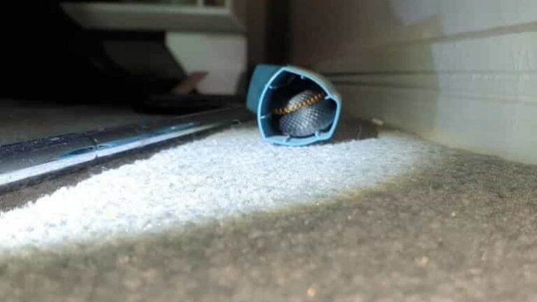 Jovem encontra cobra dentro da ‘bombinha’ do remédio para asma