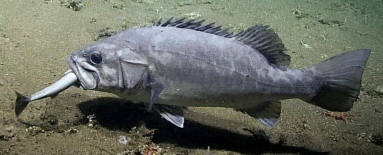 Filmagens raras captam peixe engolindo tubarão inteiro no fundo do mar; Assista