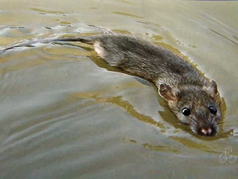 Com alagações, AC já registra quase 40 casos de leptospirose em menos de um mês