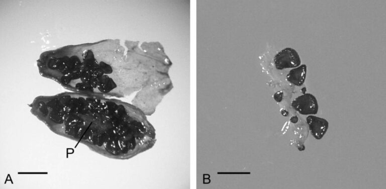 Cientistas revivem planta após 32.000 anos congelada