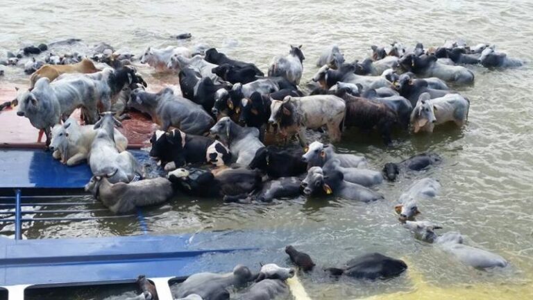 Batelão que transportava mais de 20 cabeças de gado naufraga no Rio Macauã