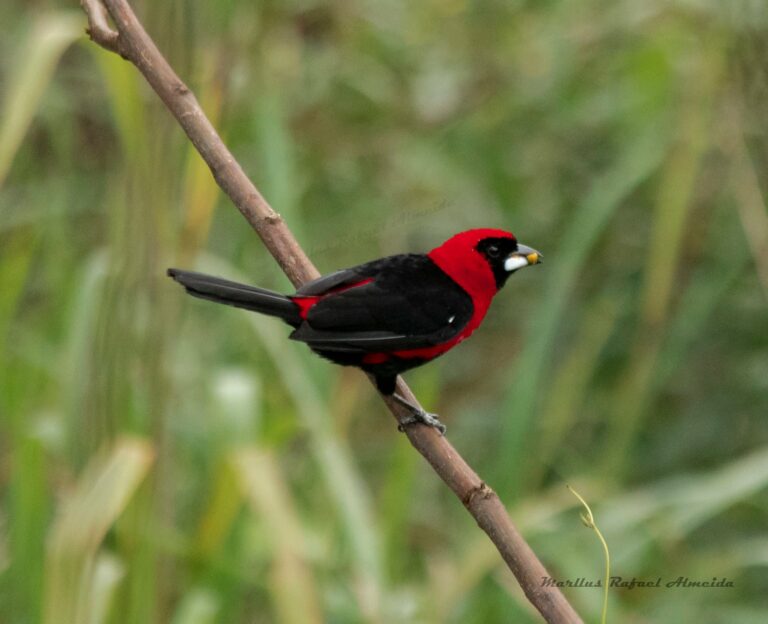 Pipira-de-máscara fotografada no Acre