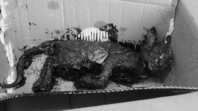 Gato encontrado coberto de piche em Rio Branco não resiste e morre em clínica