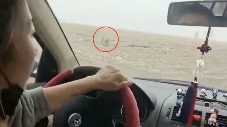 Tigre ataca carro de fazendeiros e causa pânico na China; assista ao vídeo