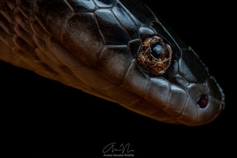 Flagrante raro: biólogo registra serpente com olhos cobertos de carrapatos