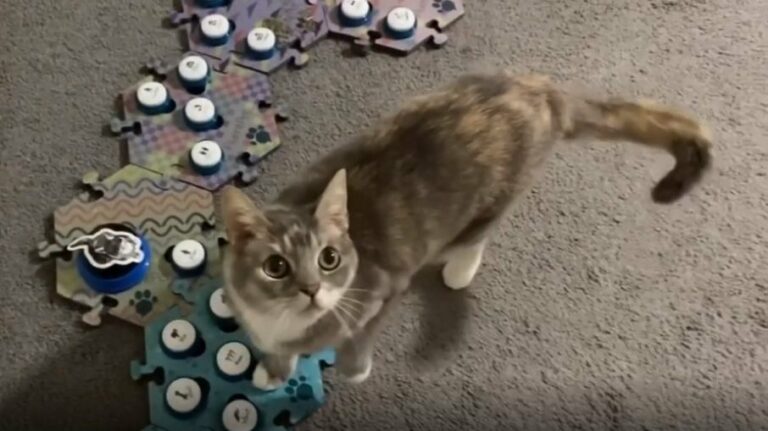 Billi, gatinha que ‘sabe falar’ faz sucesso na web, assista