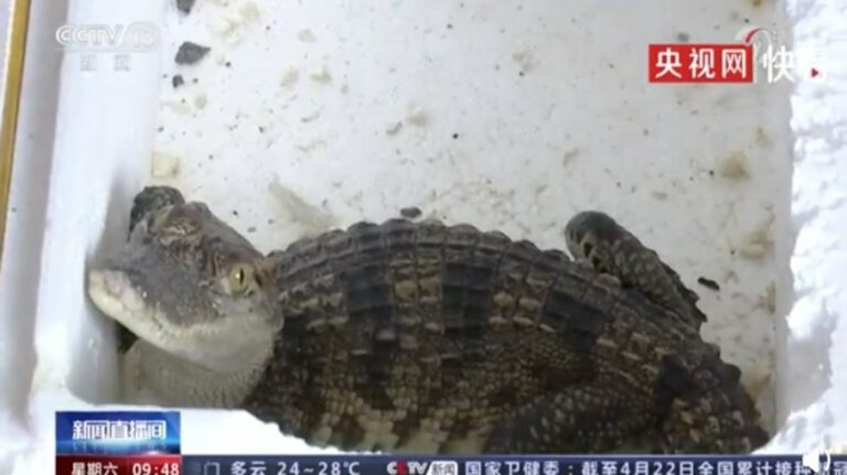 Homem compra peixe pela internet e recebe crocodilo