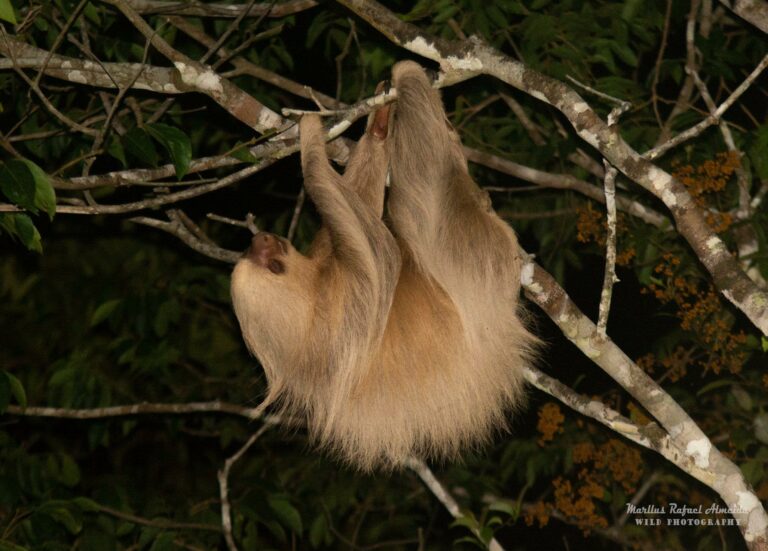 Preguiça-real em seu ‘sono da beleza’ na Ufac