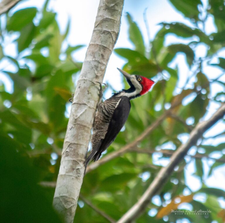 Pica-pau-de-topete-vermelho no Acre