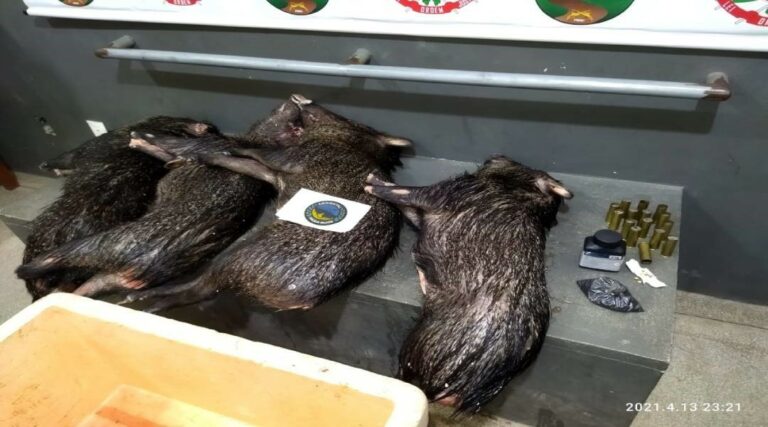 Polícia Militar prende homem no Rio Juruá com animais silvestres abatidos