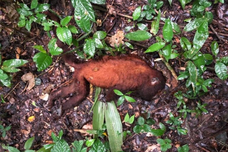 Após macacos com febre amarela no AC, entidade alerta: “São sentinelas da doença”