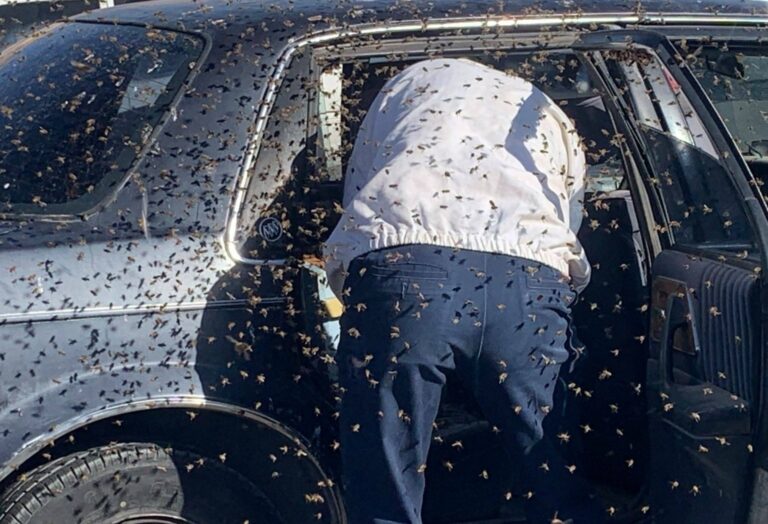 Homem encontra 15.000 abelhas em seu carro depois de fazer compras