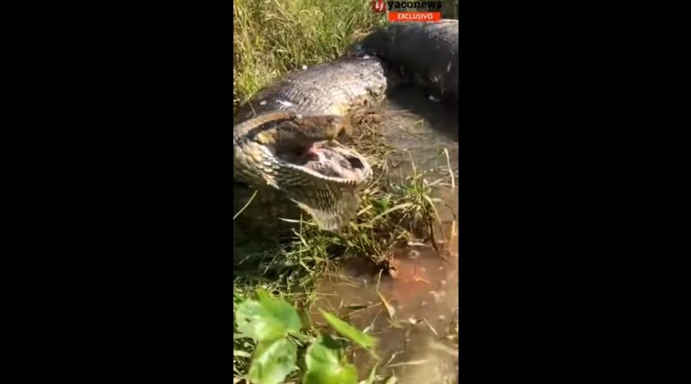 Sucuri de 10 metros é flagrada em bueiro na estrada de Sena Madureira; veja vídeo