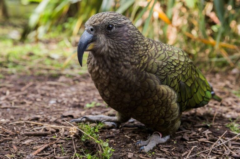 Pesquisa descobre papagaios capazes de fazer cálculos de matemática para obter alimentos