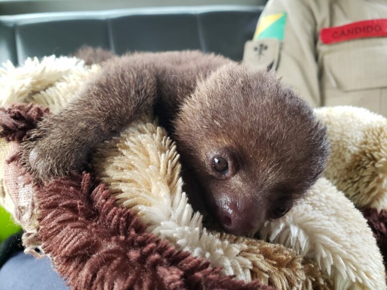 Bichos-preguiça são atacados por cão em quintal no AC, mãe morre e filhote é salvo