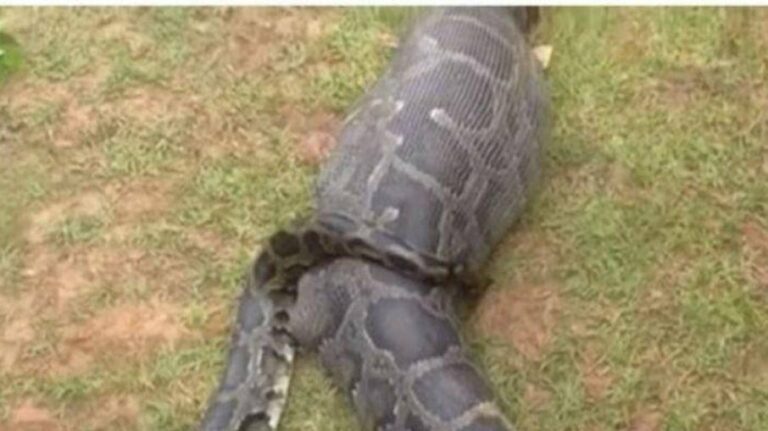 Fazendeira desaparecida é encontrada dentro de cobra píton na Indonésia