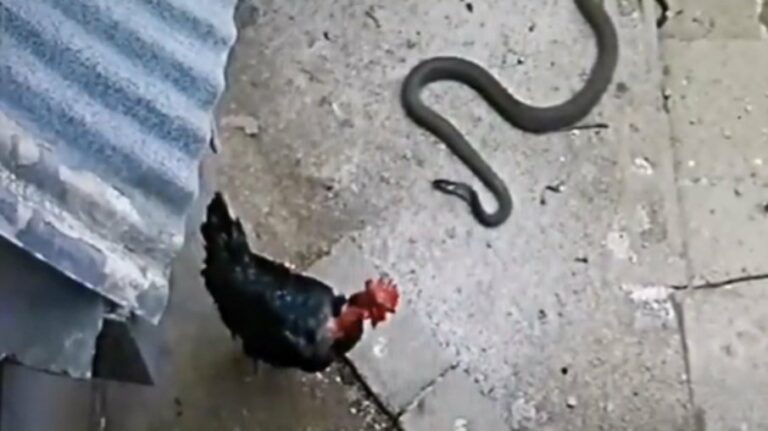 Mais mortal do mundo, cobra realiza “fuga alucinante” após invadir galinheiro