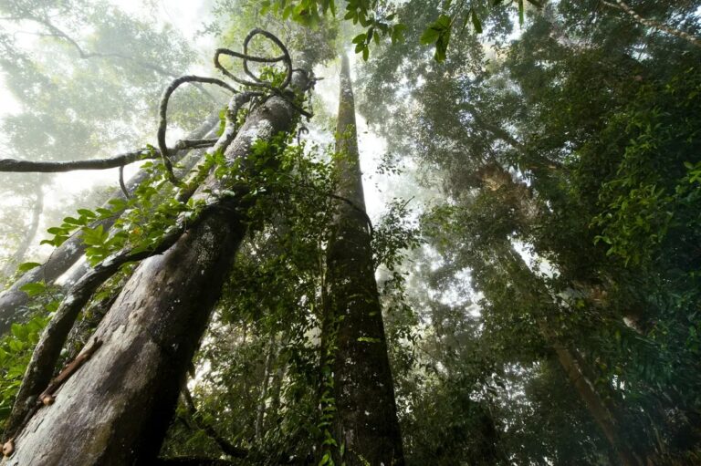 Destruição das florestas da ilha de Borneo, vítimas da indústria do óleo de palma