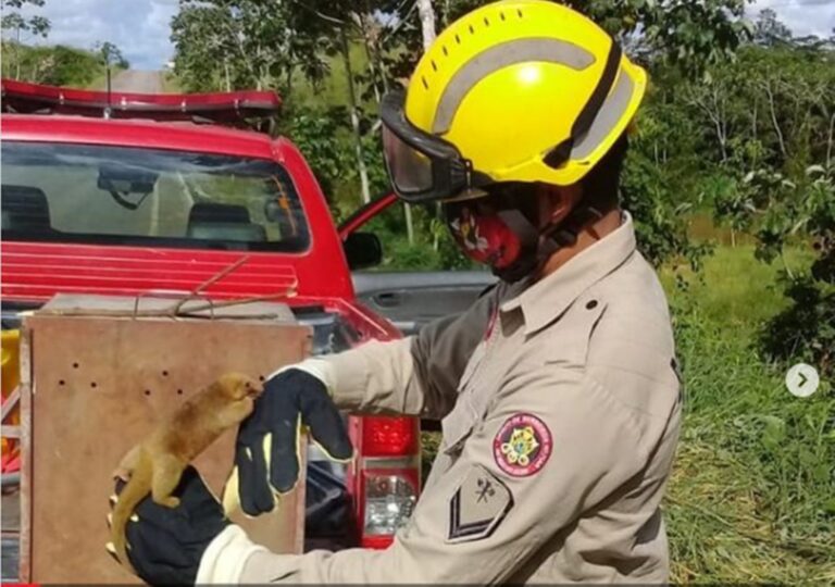 Bebê tamanduá é encontrado sozinho no interior do AC e capturado por bombeiros