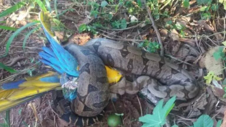 Jiboia é capturada comendo arara em fundo de empresa; veja foto