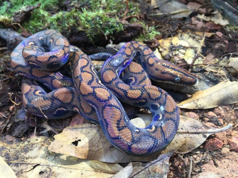 Jiboia-arco-íris impressiona pelo fenômeno da iridescência