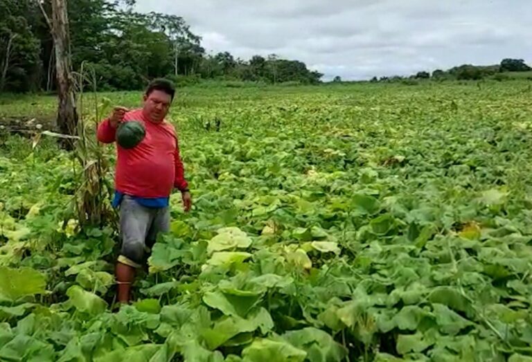 Cheia no AM já causa prejuízo de mais de R$ 70 milhões na produção agrícola