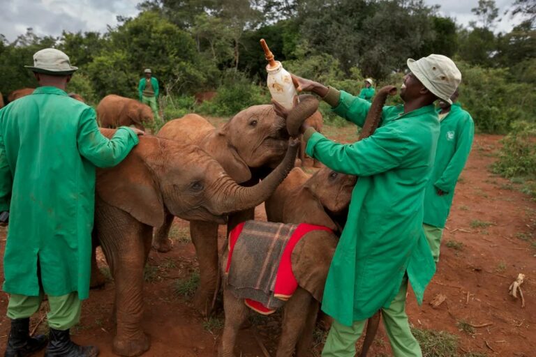 Elefantes orfãos disputam uma garrafa de fórmula com leite em um berçário de elefantes no Quênia