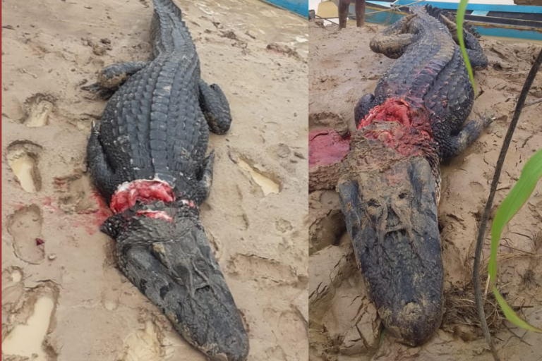 Vídeo: homens matam jacaré de aproximadamente 2,5 metros em Sena Madureira