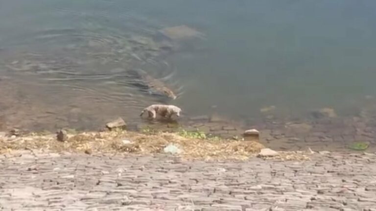 Vídeo com cenas fortes: Crocodilo devora cachorro às margens de rio na Índia