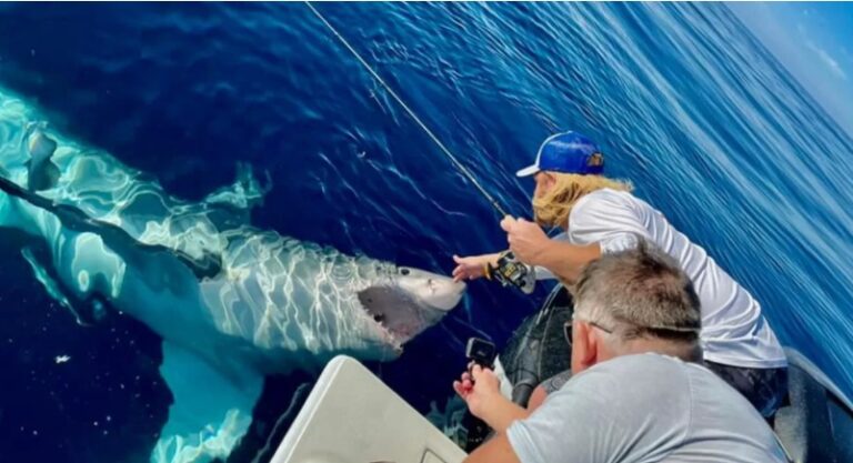 Tubarão branco ‘ataca’ barco de pescadores na Flórida