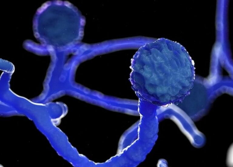 Fungo raro e agressivo ‘mutila’ pacientes de covid na Índia