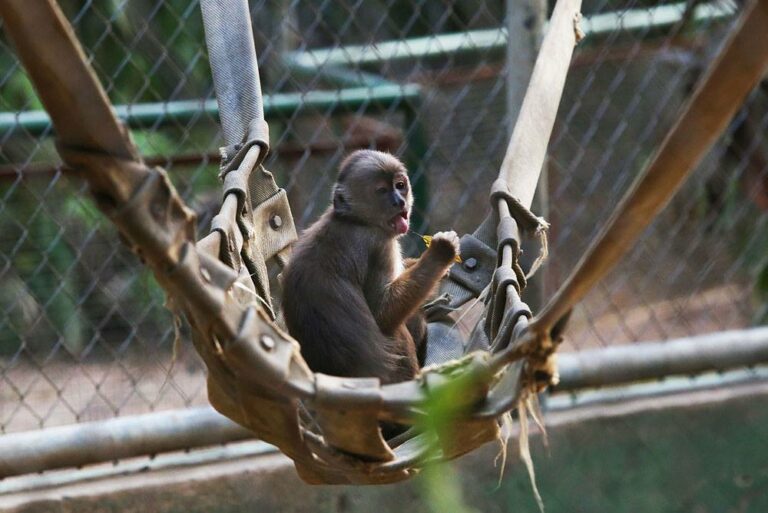 Macaquinho no Parque Chico Mendes