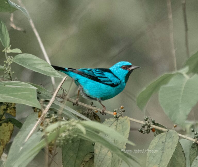 Saí-azul na Universidade Federal do Acre
