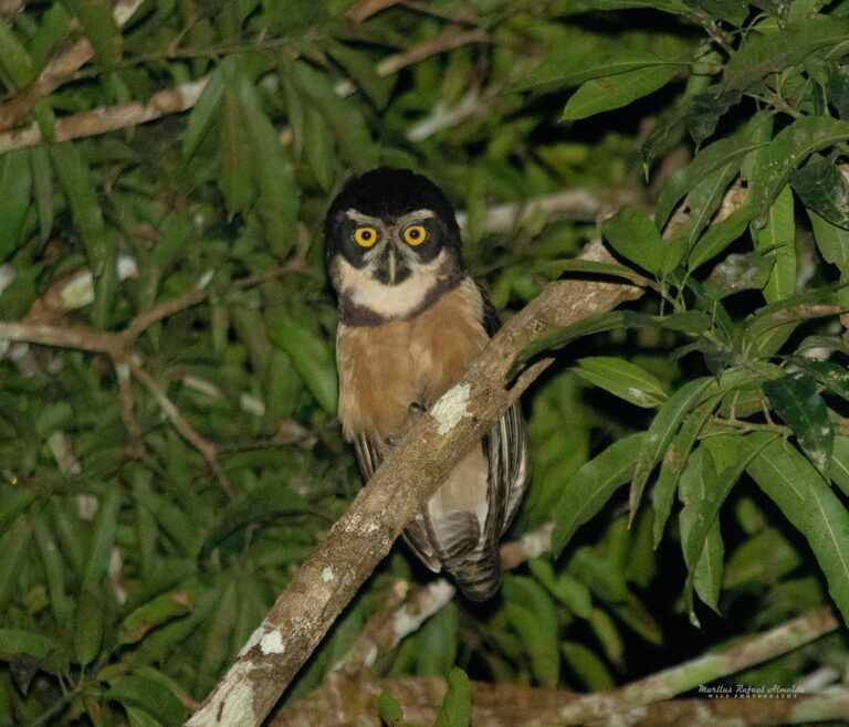Corujão flagrado na Ufac