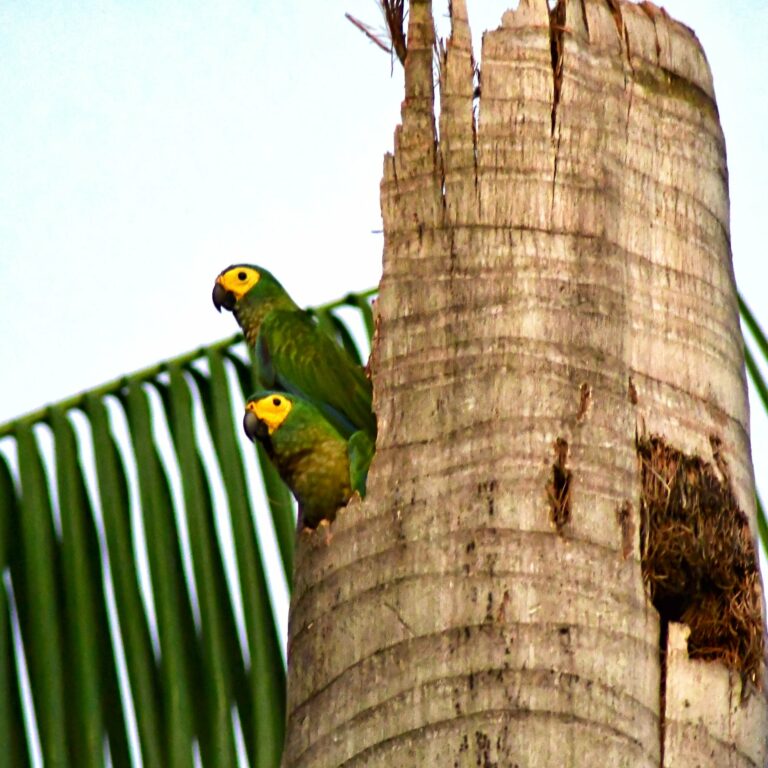 Maracanãs-guaçus em Rio Branco