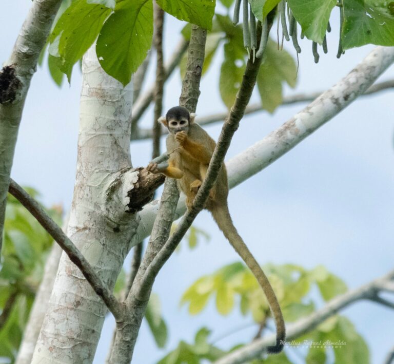 Macaco-de-cheiro fotografado no Juruá