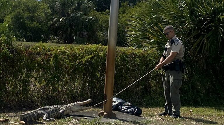 Jacaré é capturado após perseguir clientes em estacionamento de fast food; veja