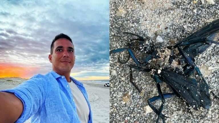 André Marques é picado por vespa-do-cão nas gravações de “No Limite”