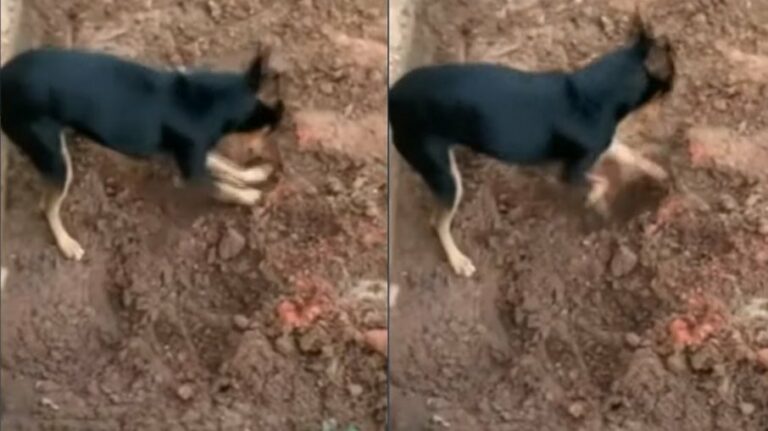 Vídeo: pinscher cava buraco, mostra drogas à polícia e entrega dono traficante