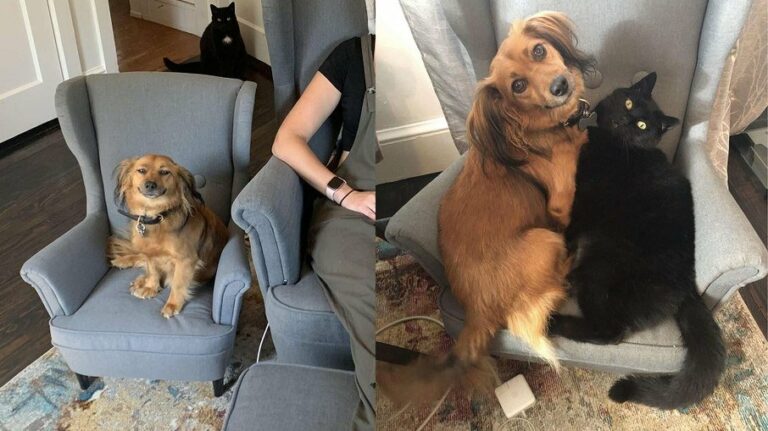 Cachorro não para de sorrir ao ganhar poltrona igual a de sua tutora