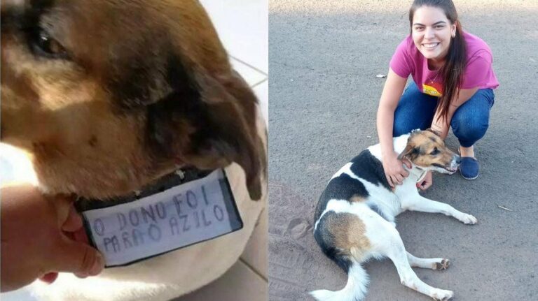 Cachorro é adotado após ser deixado com placa: “O dono foi para o asilo”