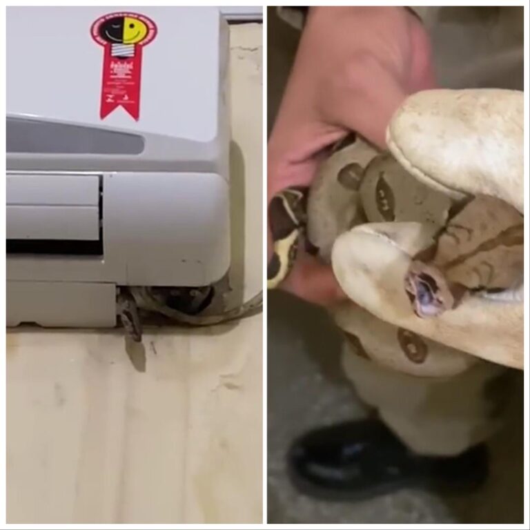 Vídeo: jibóia é encontrada dentro do ar-condicionado de delegacia em Rio Branco