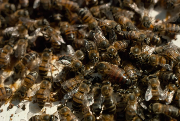 Abelhas operárias assistem a rainha